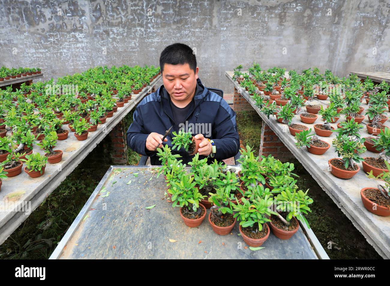 LUANNAN COUNTY, China - May 10, 2022: A gardener is pruning the bonsai of Pyracantha in a nursery, North China Stock Photo