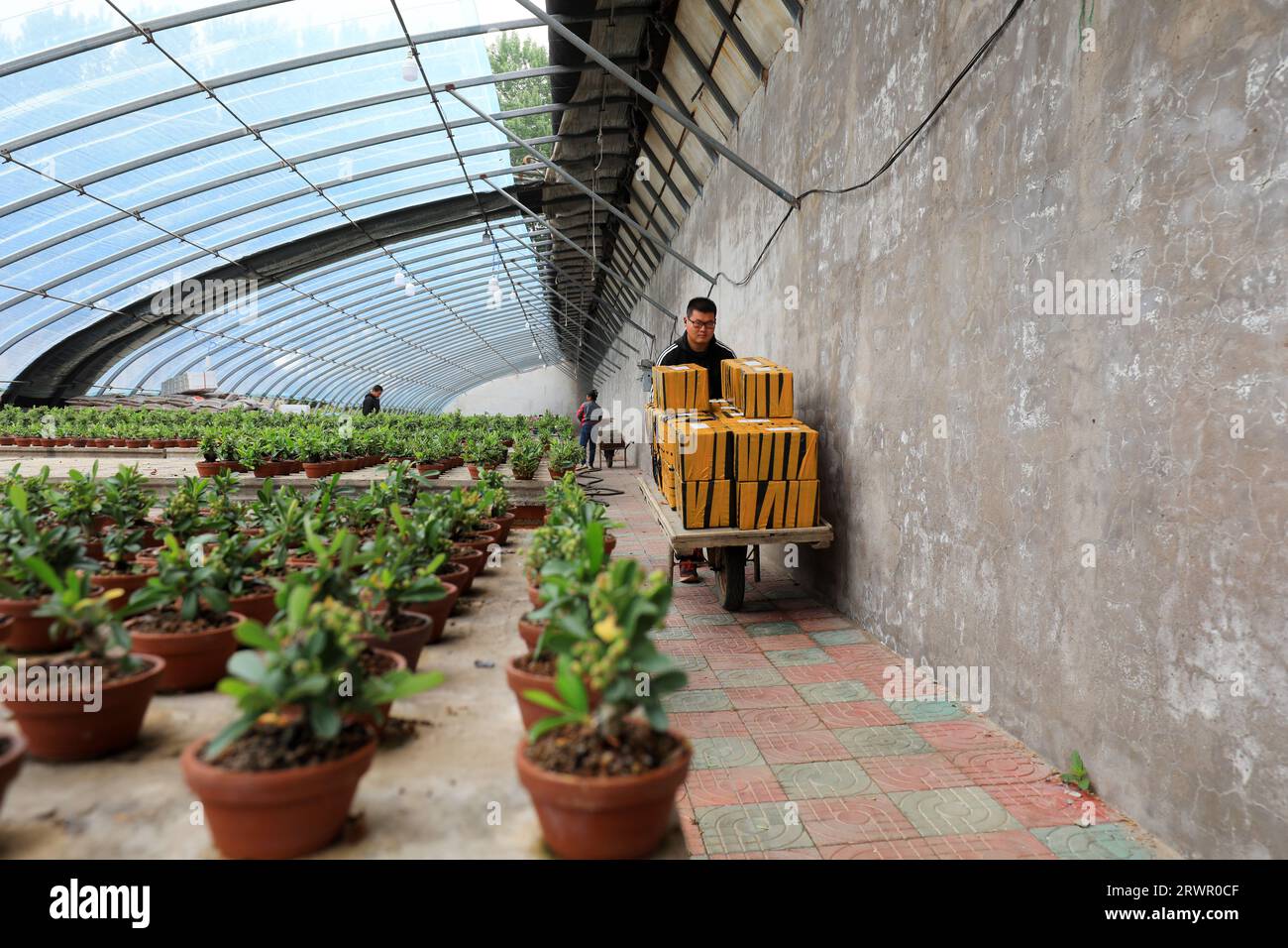 LUANNAN COUNTY, China - May 10, 2022: The gardener is carrying the packing box of Pyracantha bonsai in a nursery, North China Stock Photo