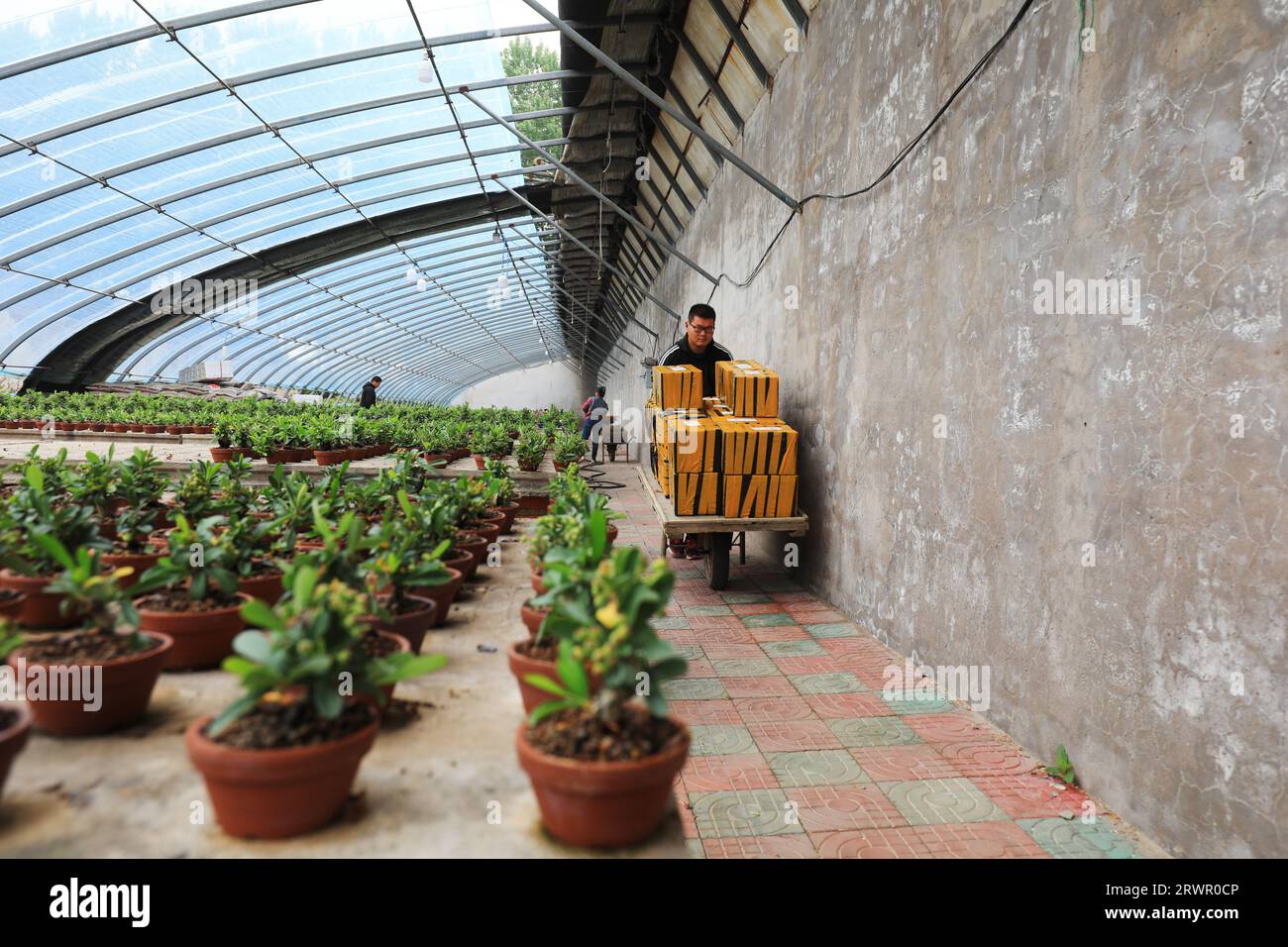 LUANNAN COUNTY, China - May 10, 2022: The gardener is carrying the packing box of Pyracantha bonsai in a nursery, North China Stock Photo