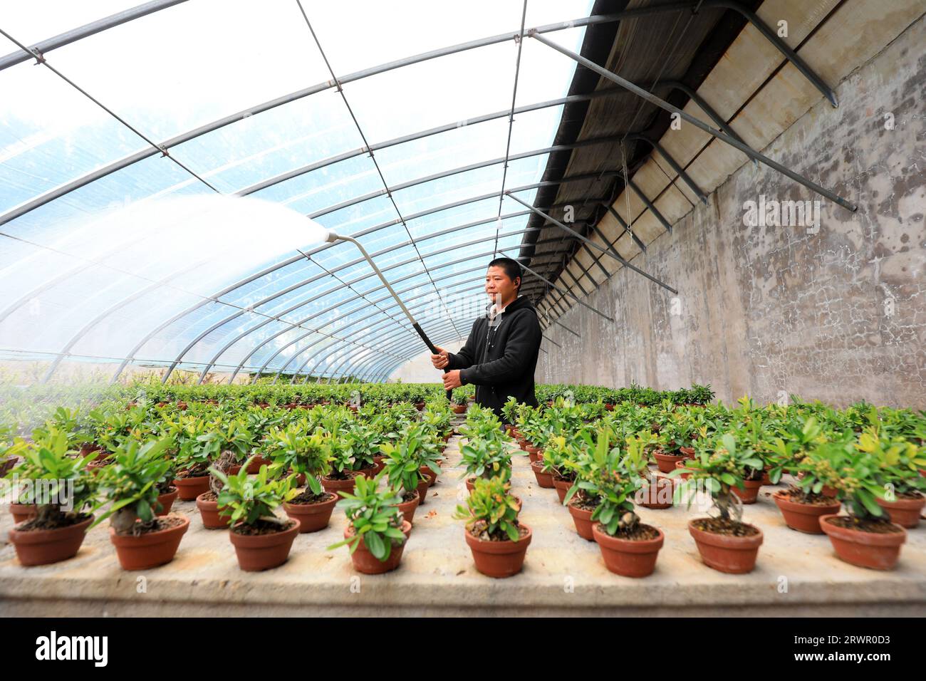 LUANNAN COUNTY, China - May 10, 2022: A gardener is watering the bonsai of Pyracantha in a nursery, North China Stock Photo