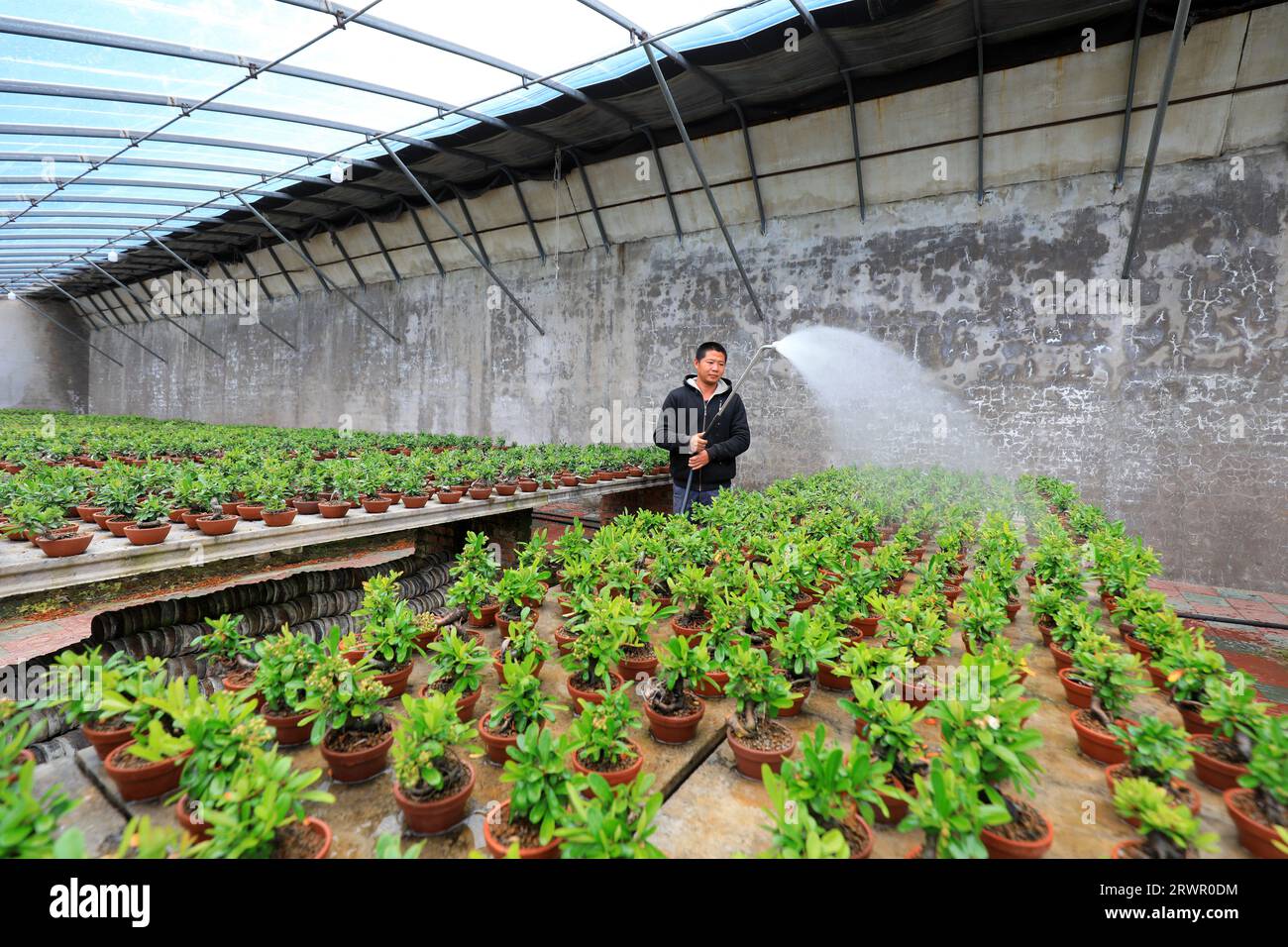 LUANNAN COUNTY, China - May 10, 2022: A gardener is watering the bonsai of Pyracantha in a nursery, North China Stock Photo