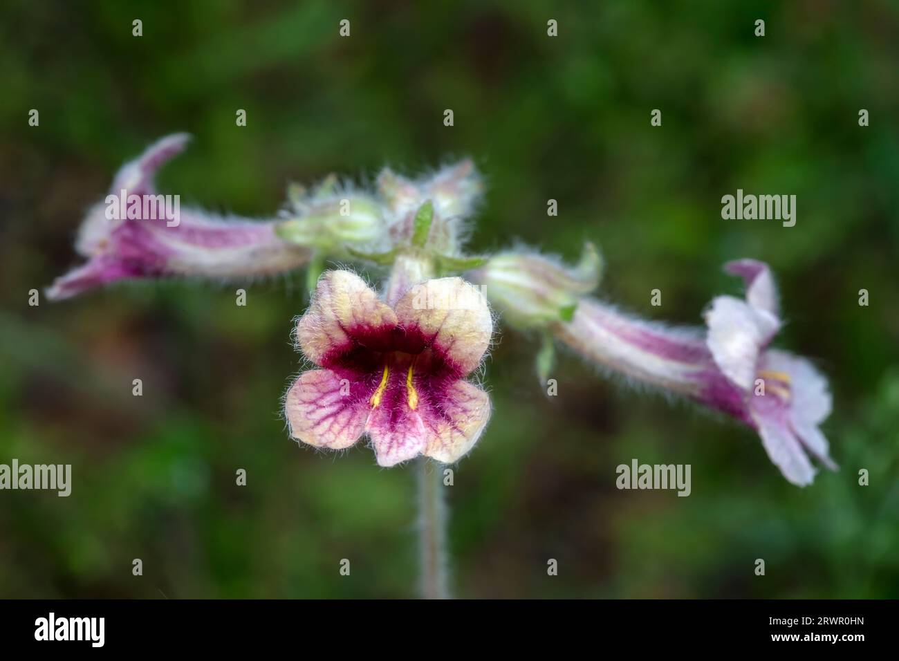 Wild Rehmannia Flower, North China Stock Photo