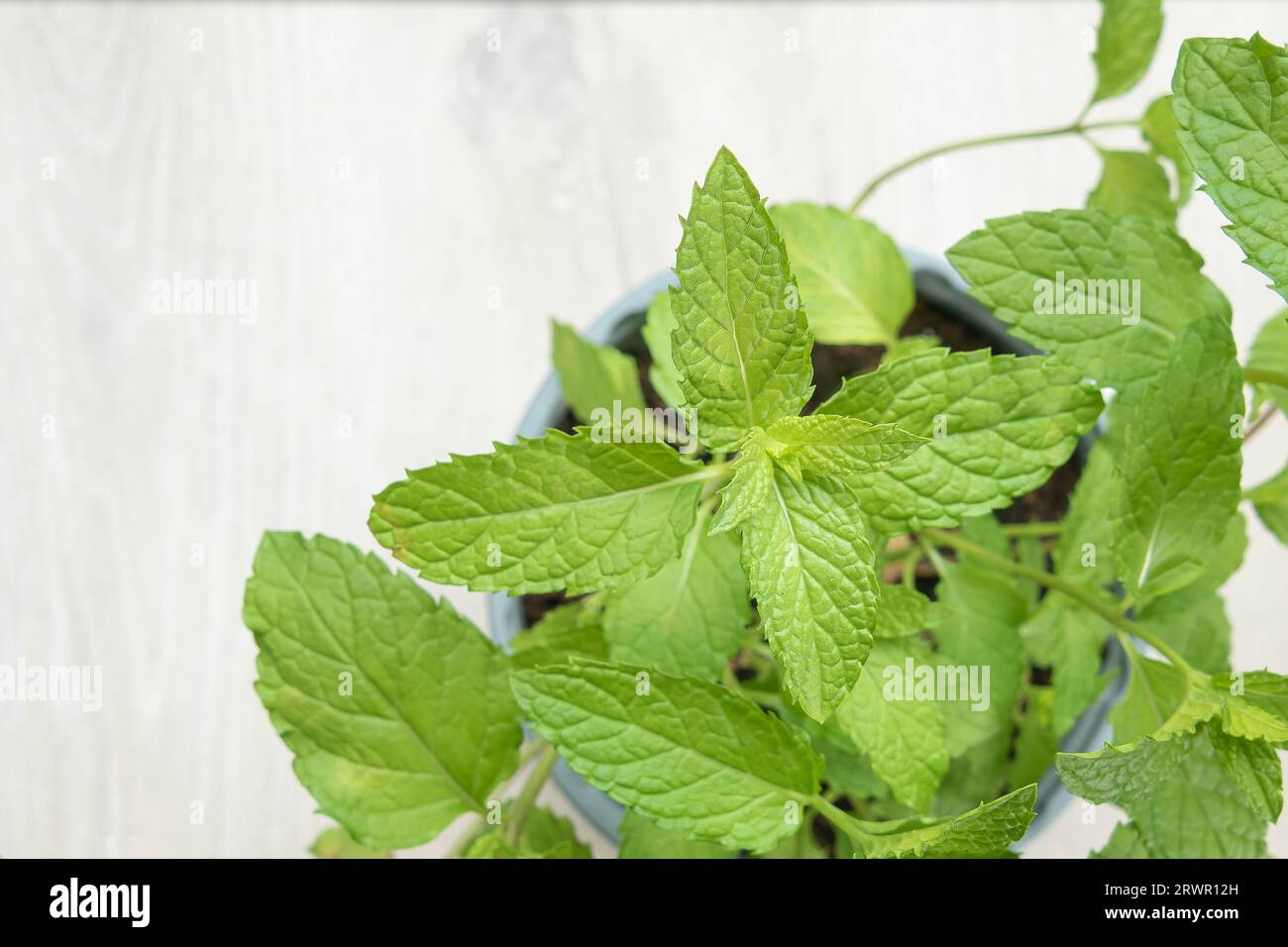 Indoor mint plant in a pot top view on a light wood surface Stock Photo