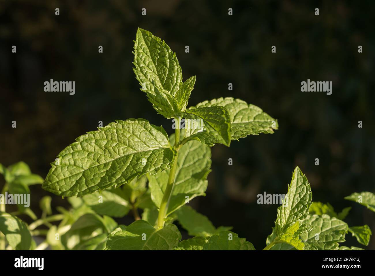 Mint plant growing with sunlight in summer close up view outdoor Stock Photo