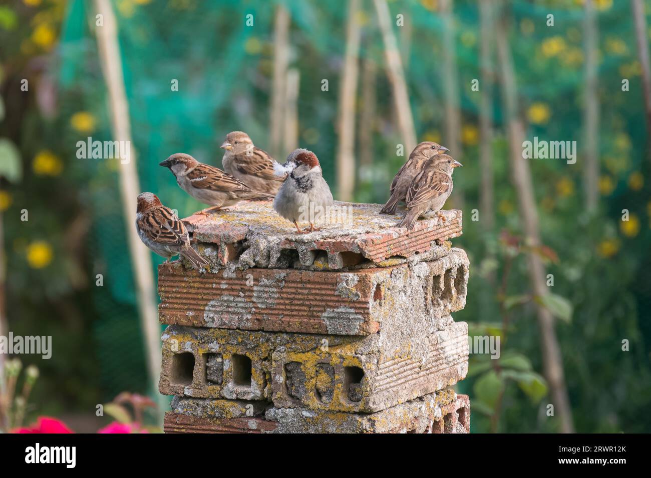 Sparrows perched on a column in the garden in summer with sunlight outdoors Stock Photo