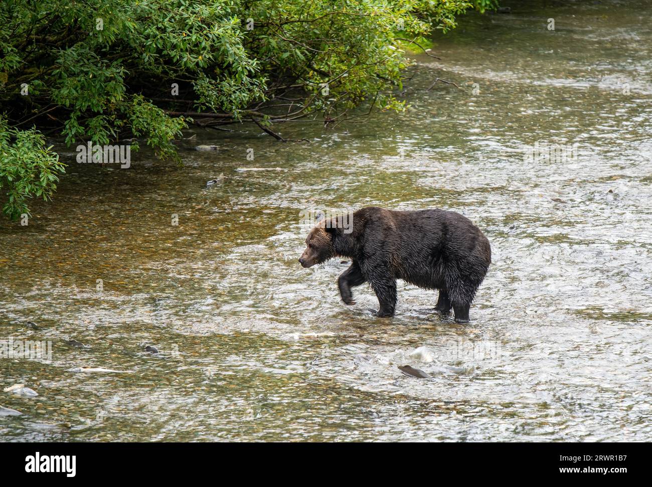 Grizzly Bear (Ursus arctos horribilis) fishing salmon in Fish Creek, Tongass national forest, Alaska, USA. Stock Photo
