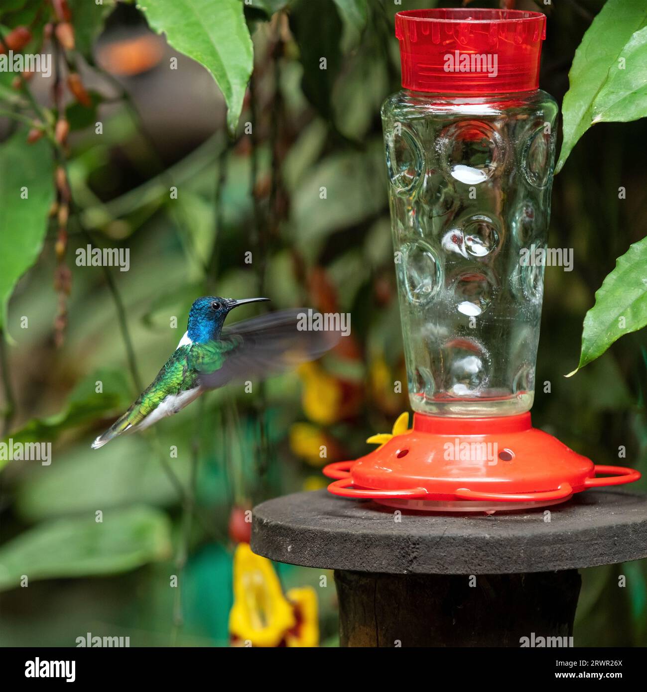 White necked Jacobin (Florisuga mellivora) flying to nectar feeder, Mindo, Ecuador. Stock Photo