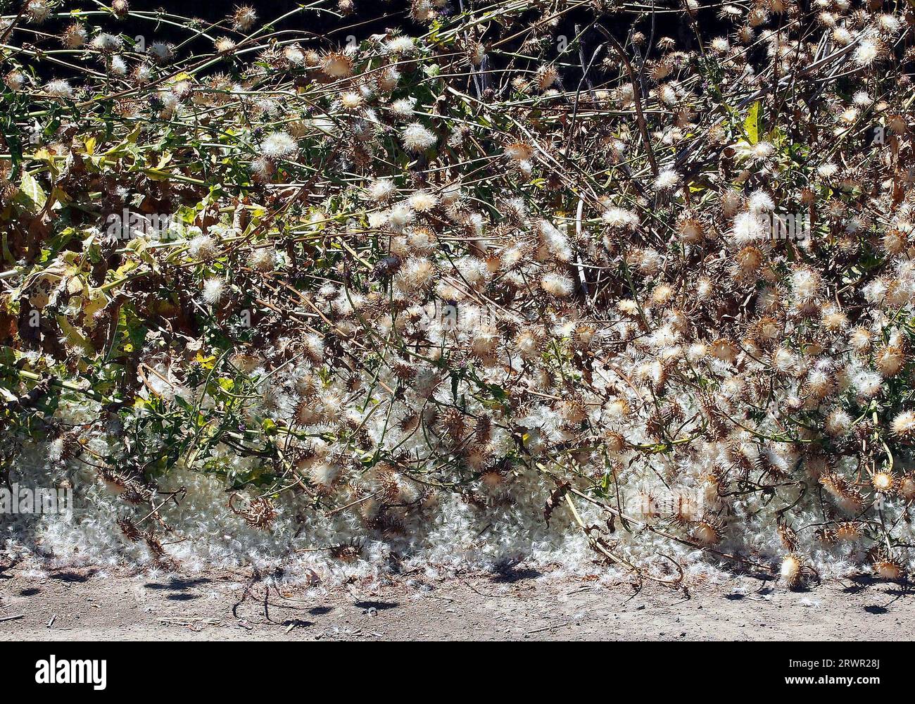 drying thistle plants going to seed, Old Alameda Creek, Union City, California Stock Photo