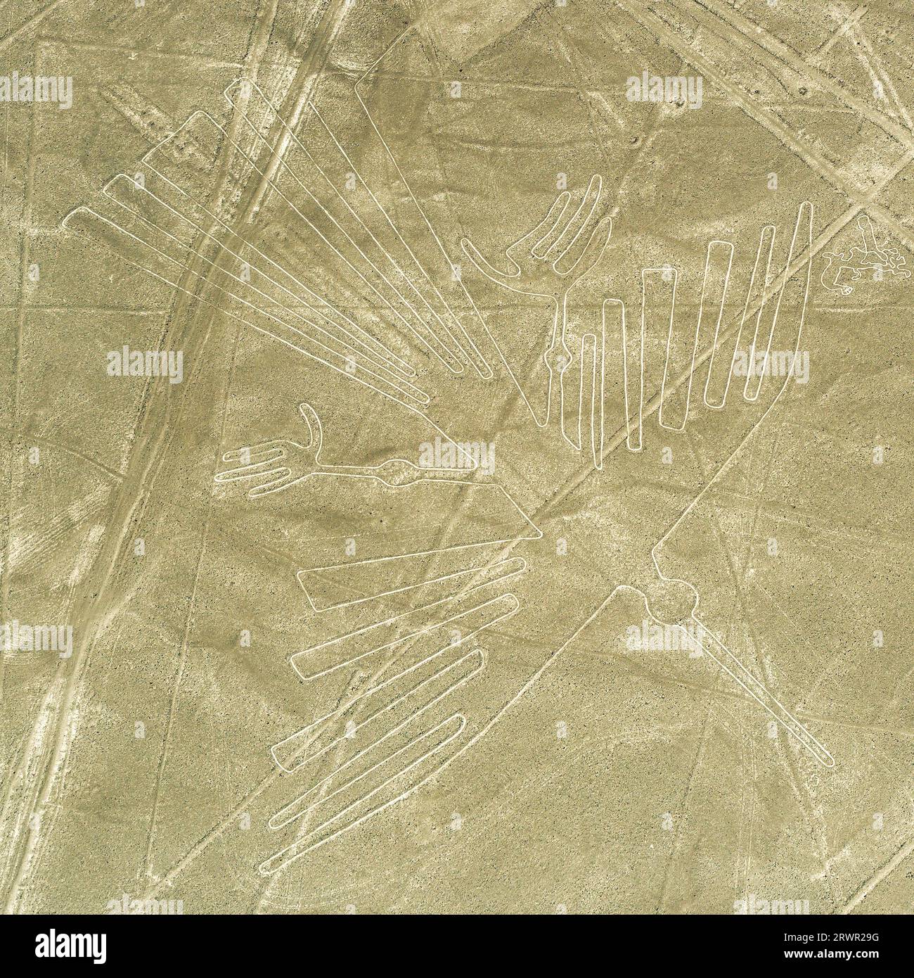 Nazca Lines geoglyph of the condor in square format, Nazca Desert, Peru. Stock Photo