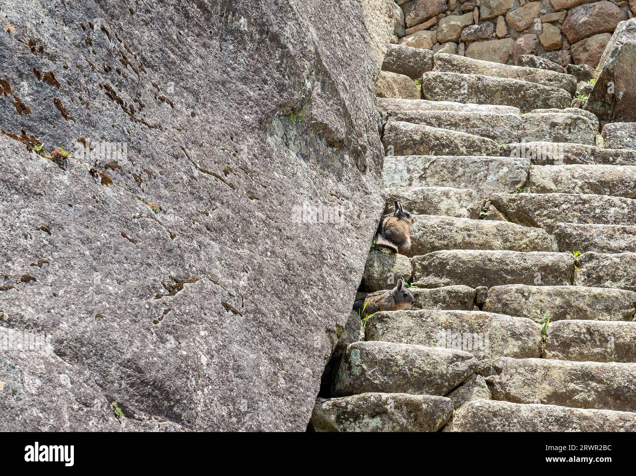 Vizcacha or Viscacha (Lagidium peruanum) on steps in Machu Picchu, Peru. Stock Photo
