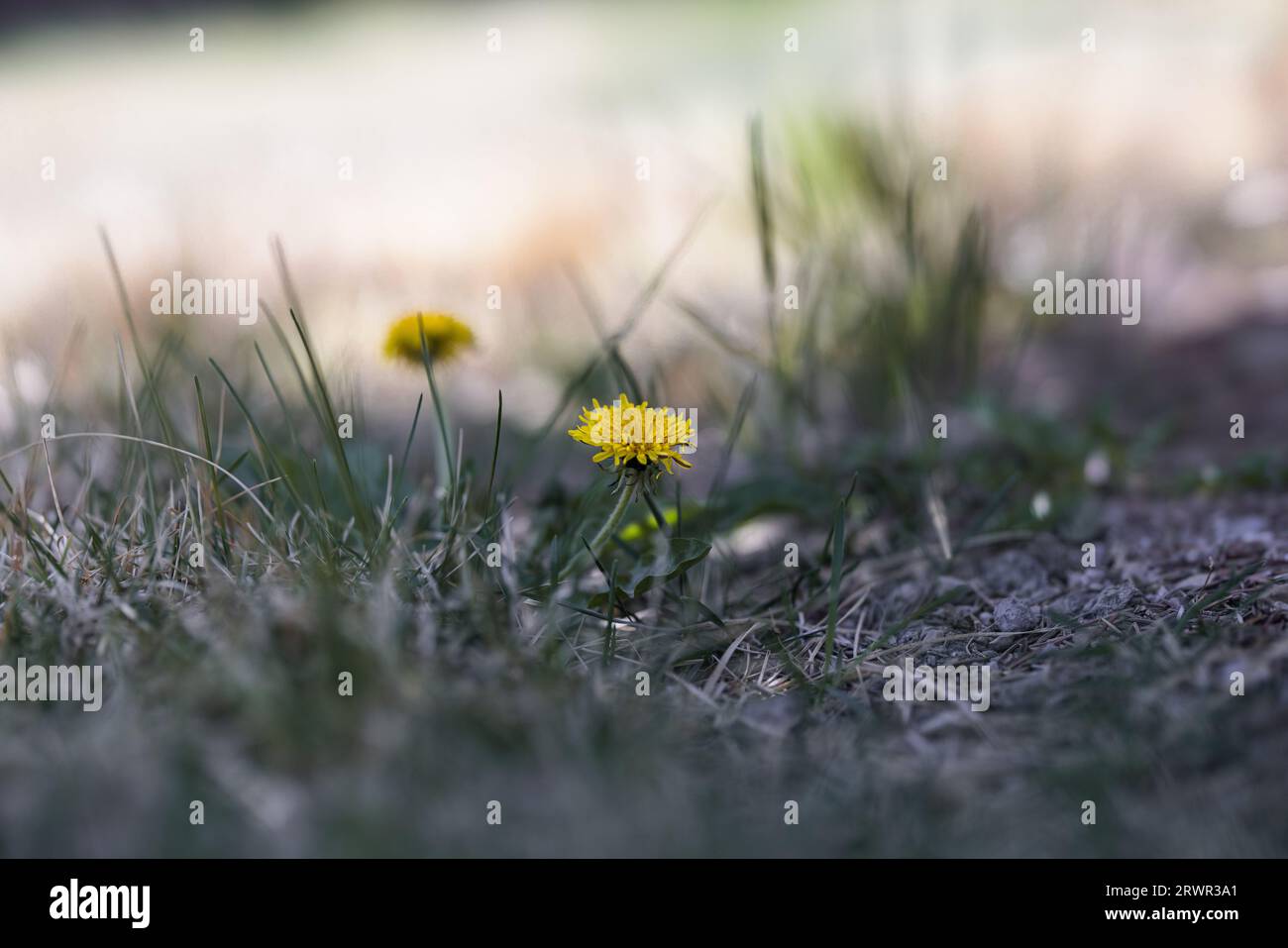 dandelions growing in green grass Stock Photo