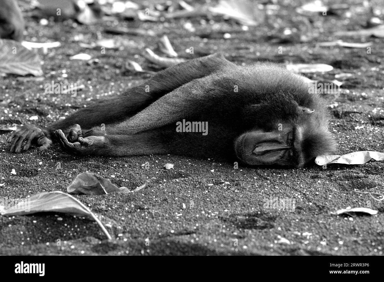 A crested macaque (Macaca nigra) takes a nap as it is lying on a sandy beach in Tangkoko forest, North Sulawesi, Indonesia. A recent report by a team of scientists led by Marine Joly revealed that the temperature is increasing in Tangkoko forest, and the overall fruit abundance decreased. 'Between 2012 and 2020, temperatures increased by up to 0.2 degree Celsius per year in the forest, and the overall fruit abundance decreased by 1 percent per year,” they wrote on International Journal of Primatology. 'In a warmer future, they would have to adjust, resting and staying in the shade during the.. Stock Photo