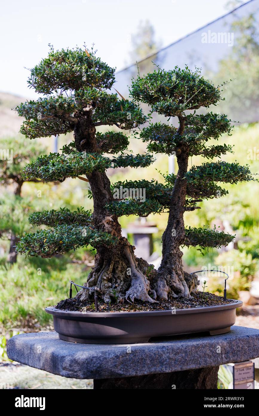 Olive bonsai tree hi-res stock photography and images - Alamy