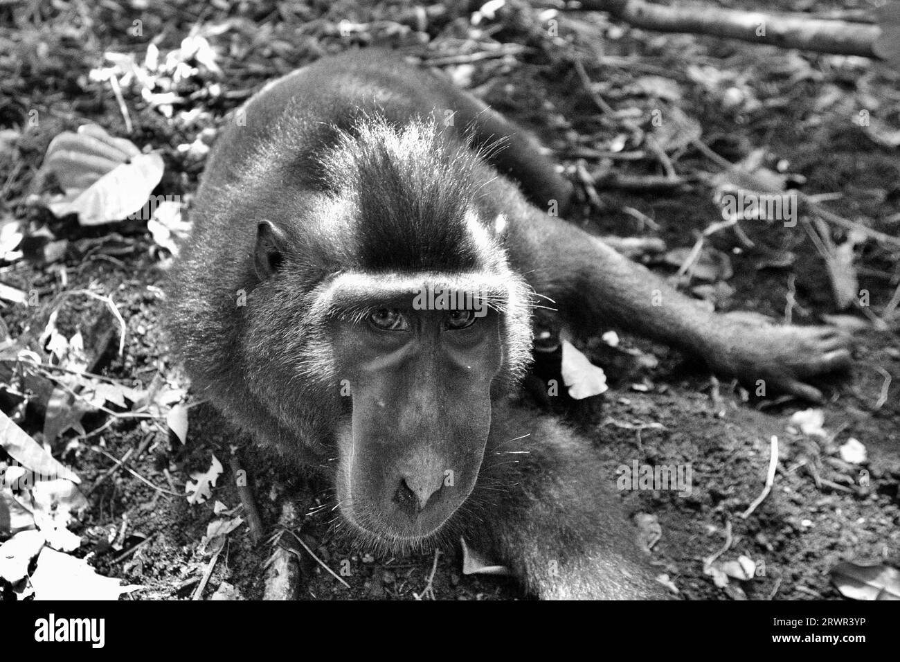 A crested macaque (Macaca nigra) stares at camera as it is photographed while lying on the ground in Tangkoko forest, North Sulawesi, Indonesia. A recent report by a team of scientists led by Marine Joly revealed that the temperature is increasing in Tangkoko forest, and the overall fruit abundance decreased. 'Between 2012 and 2020, temperatures increased by up to 0.2 degree Celsius per year in the forest, and the overall fruit abundance decreased by 1 percent per year,” they wrote on International Journal of Primatology. 'In a warmer future, they would have to adjust, resting and staying in.. Stock Photo