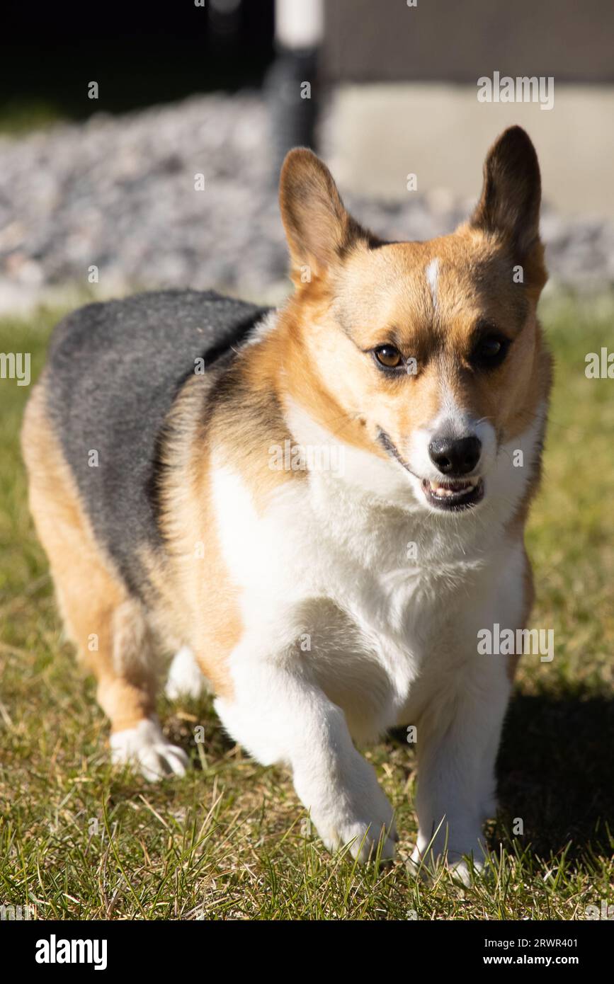 pembroke welsh corgi running in green grass Stock Photo