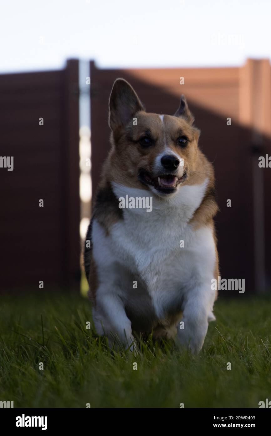 Funny happy pembroke welsh hi-res stock photography and images - Alamy