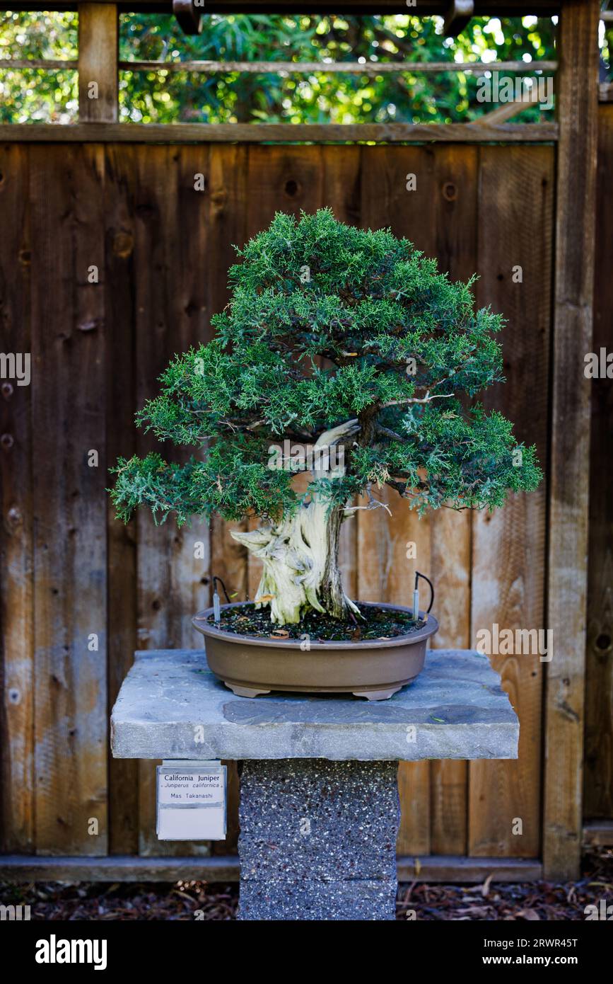 california juniper bonsai tree sitting on a stone table Stock Photo - Alamy