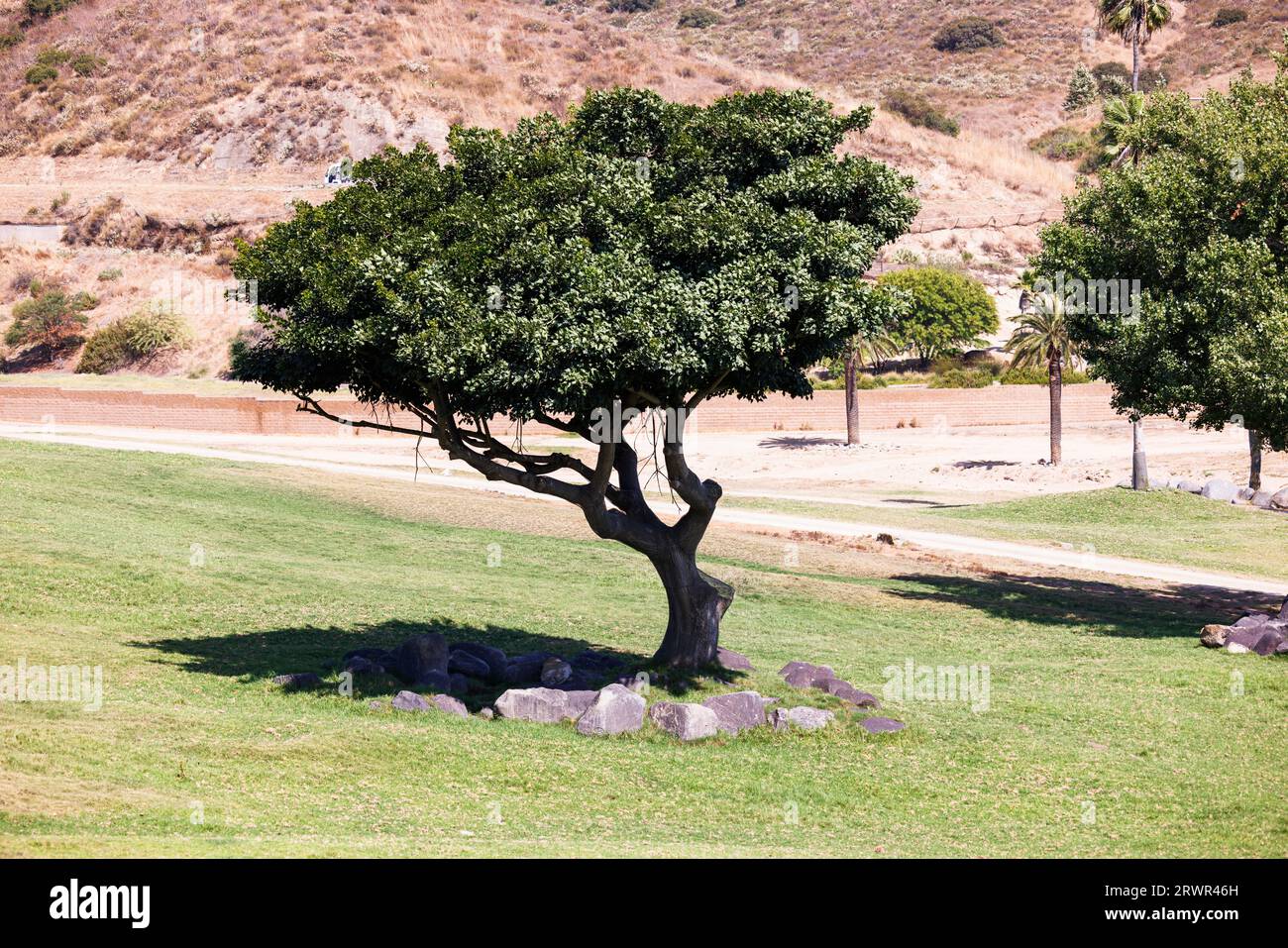 landscape of an african tree Stock Photo - Alamy