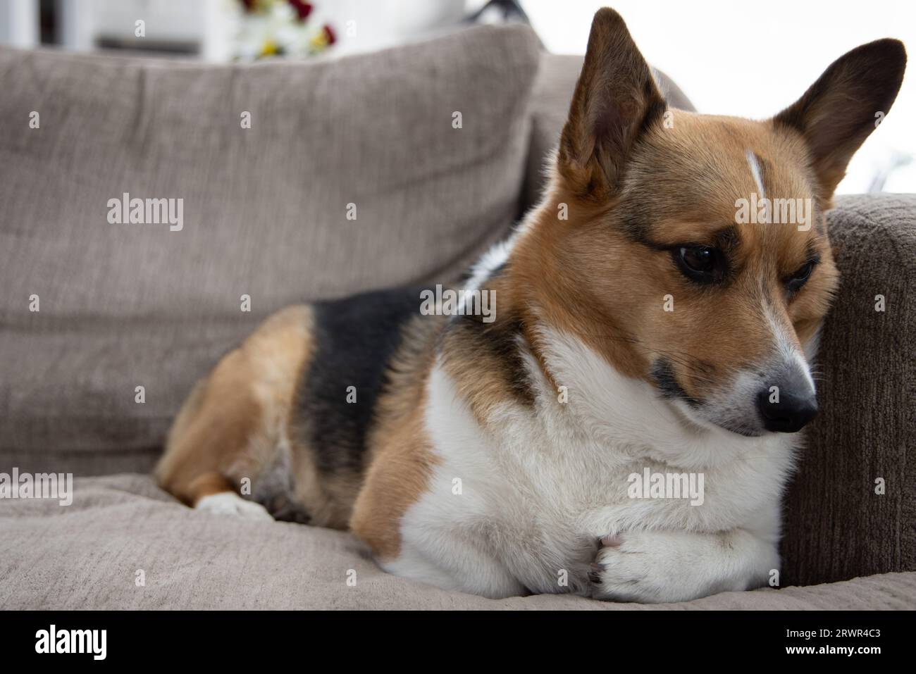 Welsh corgi sitting hi-res stock photography and images - Alamy