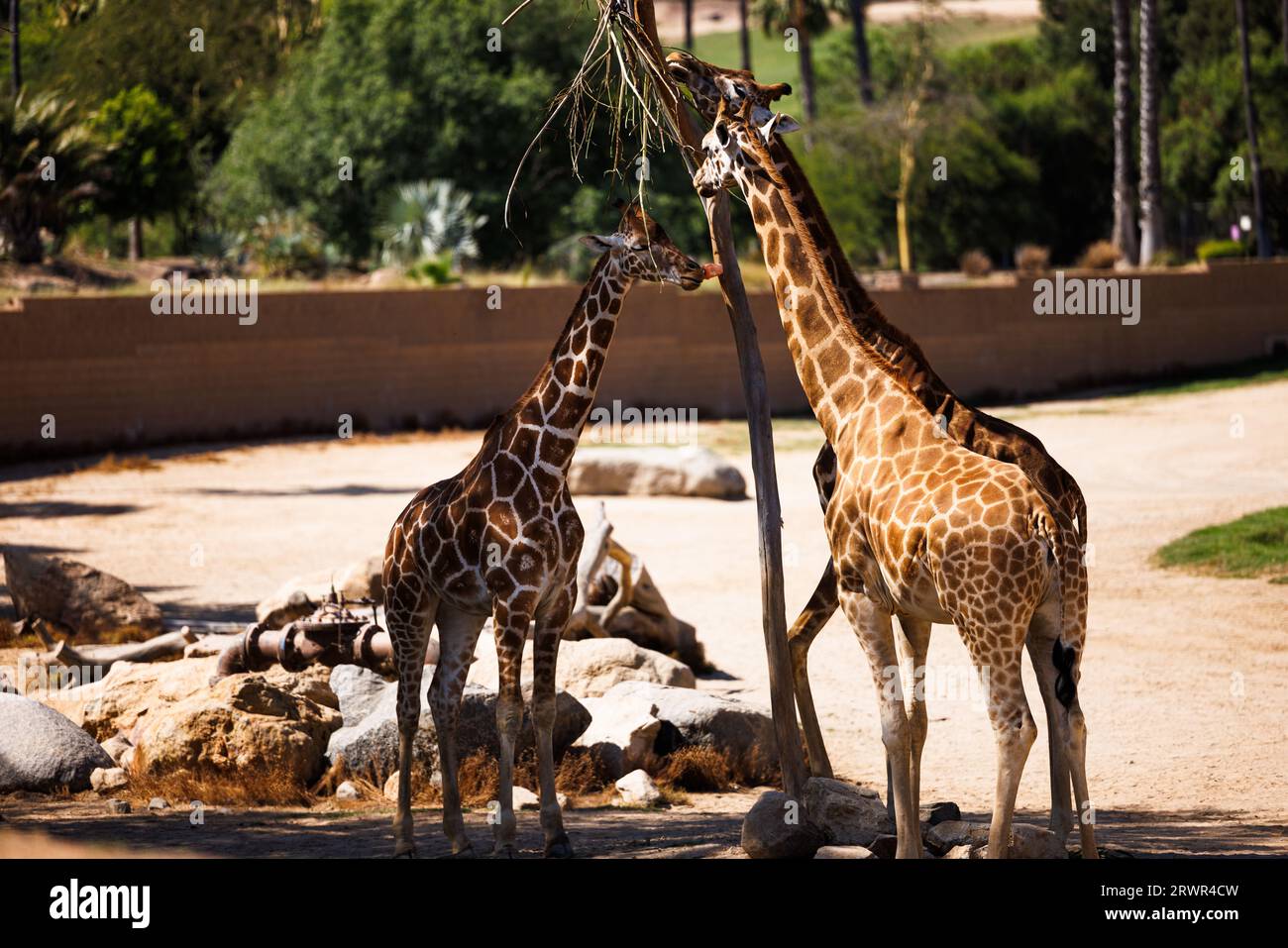 giraffes feeding at a zoo feeder Stock Photo