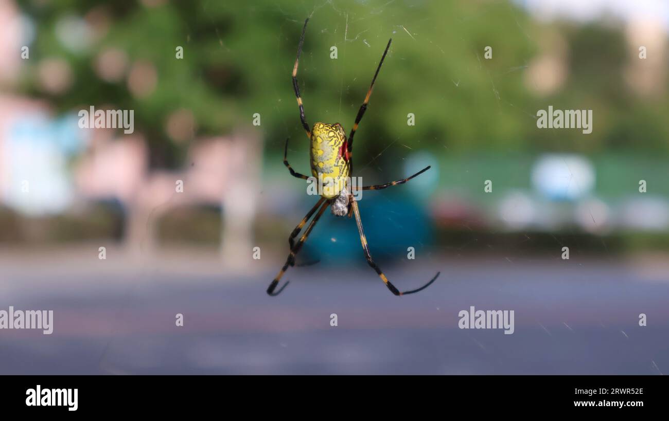 Trichonephila Clavipes Spider Weaving a Spider  also known as