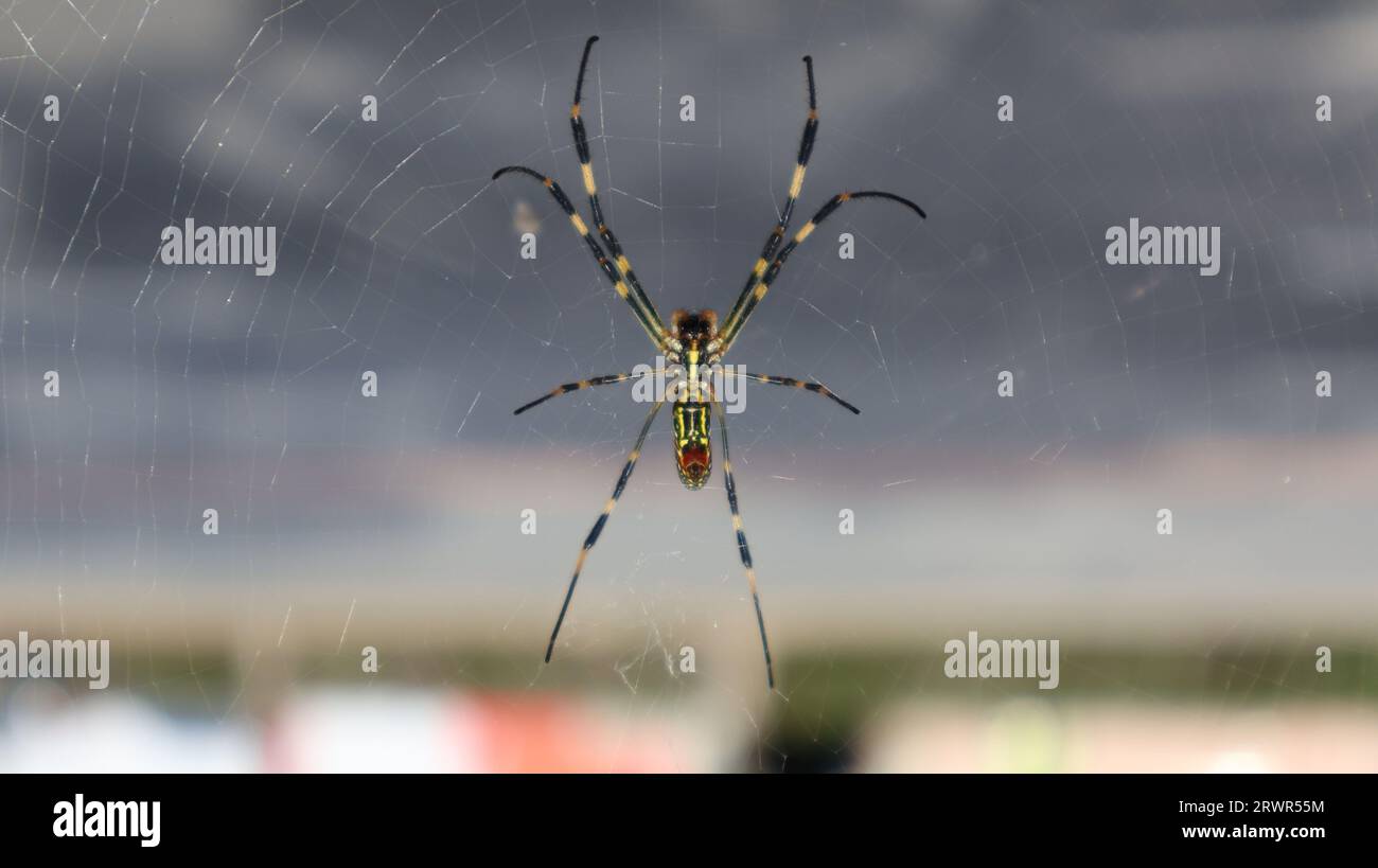 Trichonephila Clavipes Spider Weaving a Spider  also known as