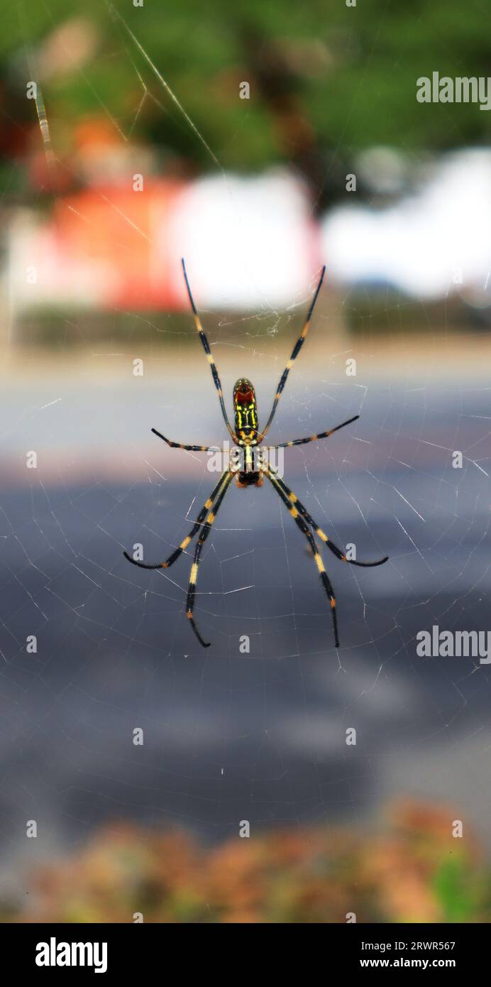 Trichonephila Clavipes Spider Weaving a Spider  also known as