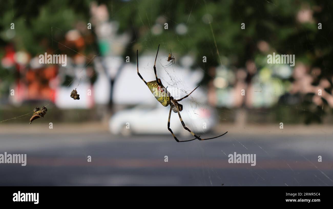 Trichonephila Clavipes Spider Weaving a Spider  also known as