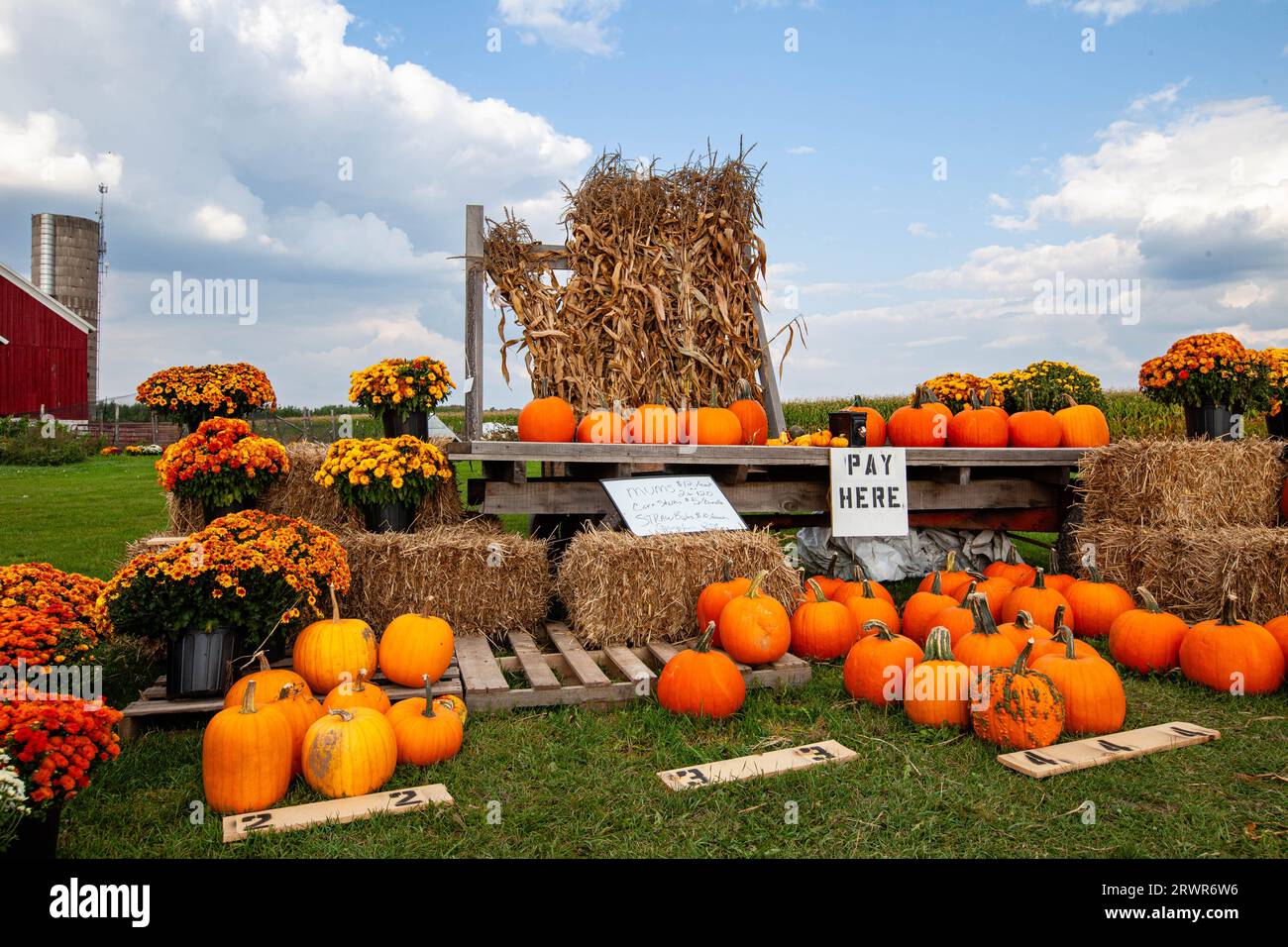 Fall arrangement of dried hydrangea flowers and dried corn stalks Stock  Photo - Alamy