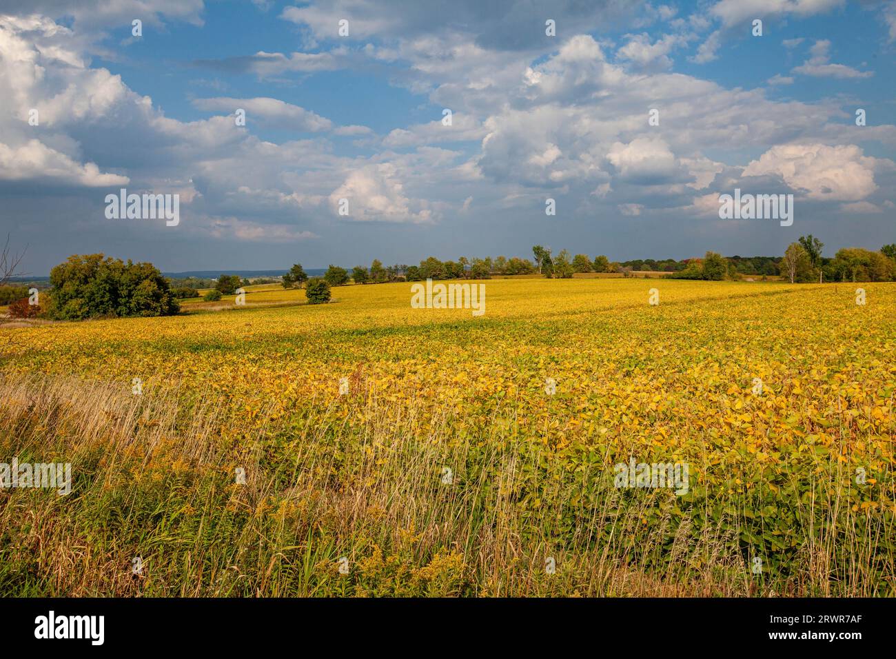 Wisconsin soybean field turning yellow in September, horizontal Stock Photo