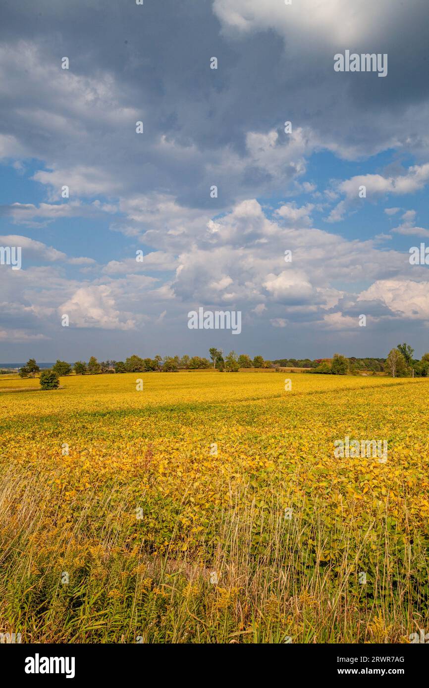 Wisconsin soybean field turning yellow in September, vertical Stock Photo