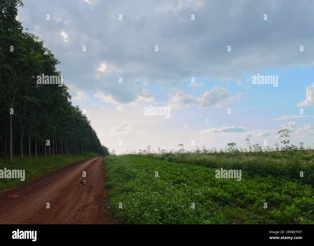 Dirt road, green field and blue sky Stock Photo - Alamy