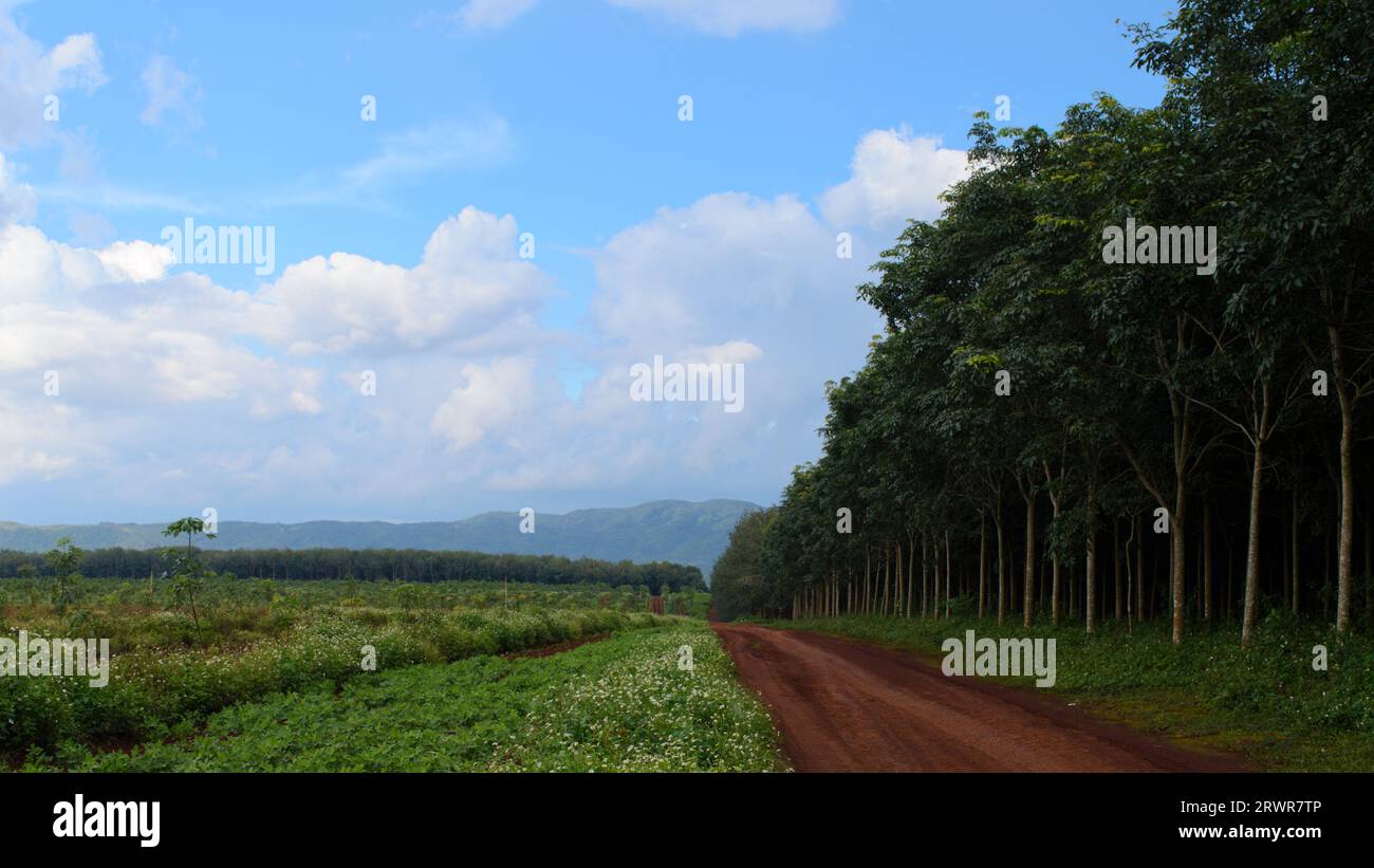Dirt road, green field and blue sky Stock Photo - Alamy