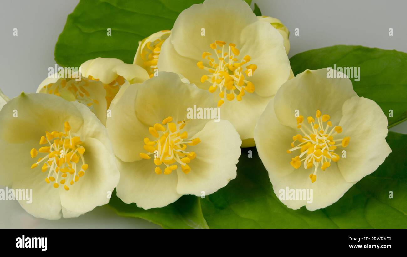 High Detail, Close-up of lily flowers, isolated on black Stock Photo