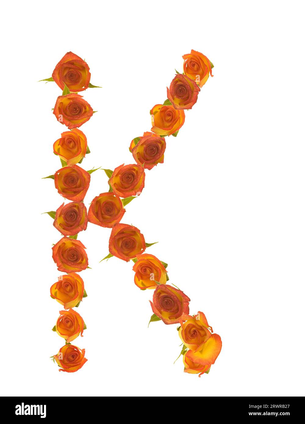letter K made of sweetheart rose blossom of colorful wet yellow to red ...