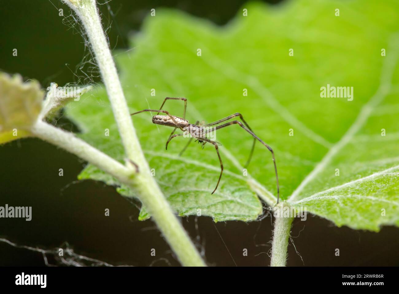 spider inhabiting on the leaves of wild plants Stock Photo - Alamy