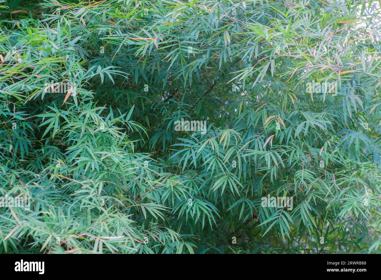 bamboo leaves background and sunlight in asia bamboo forest nature