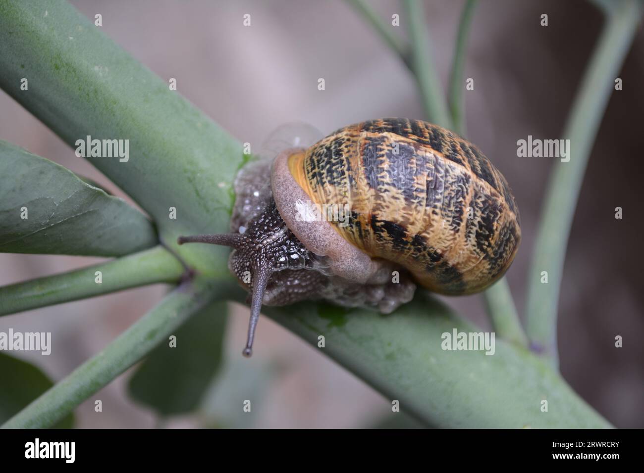 Snail on a Branch, Helix Aspersa on a Brach, Hidden Snail on a Branch, Helix Aspersa Muller, Helix Aspersa Müller, Garden Snail, Land Snail, Shell Stock Photo