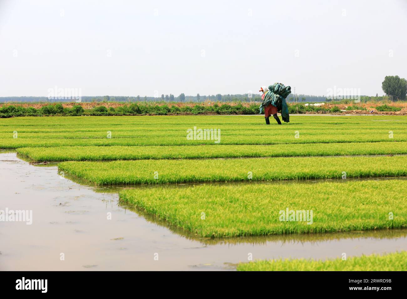 Raising Rice Raising paddy rice seedling hi-res stock photography and images - Alamy