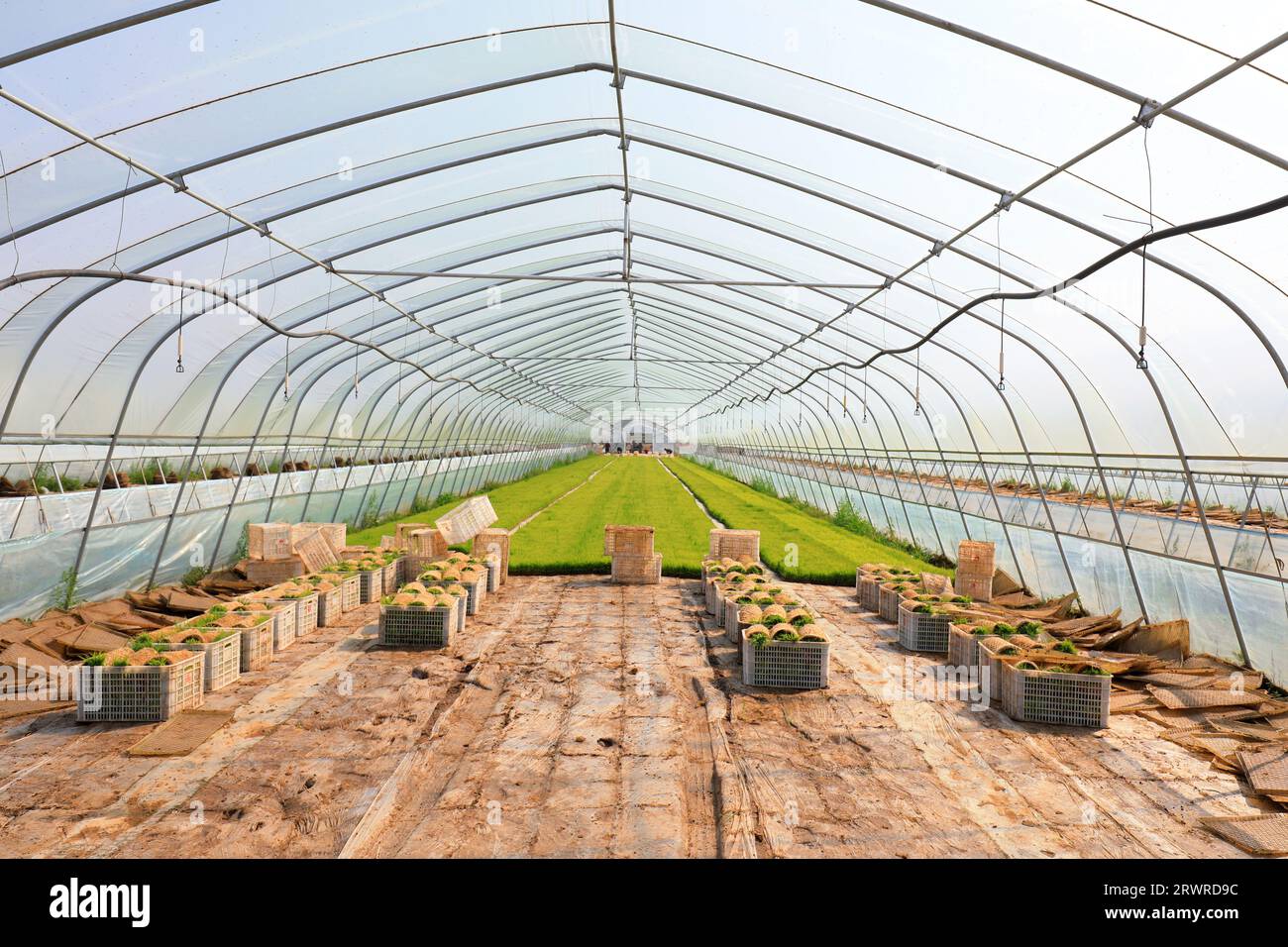 farmers prepare rice seedlings for transplanting in the greenhouse ...