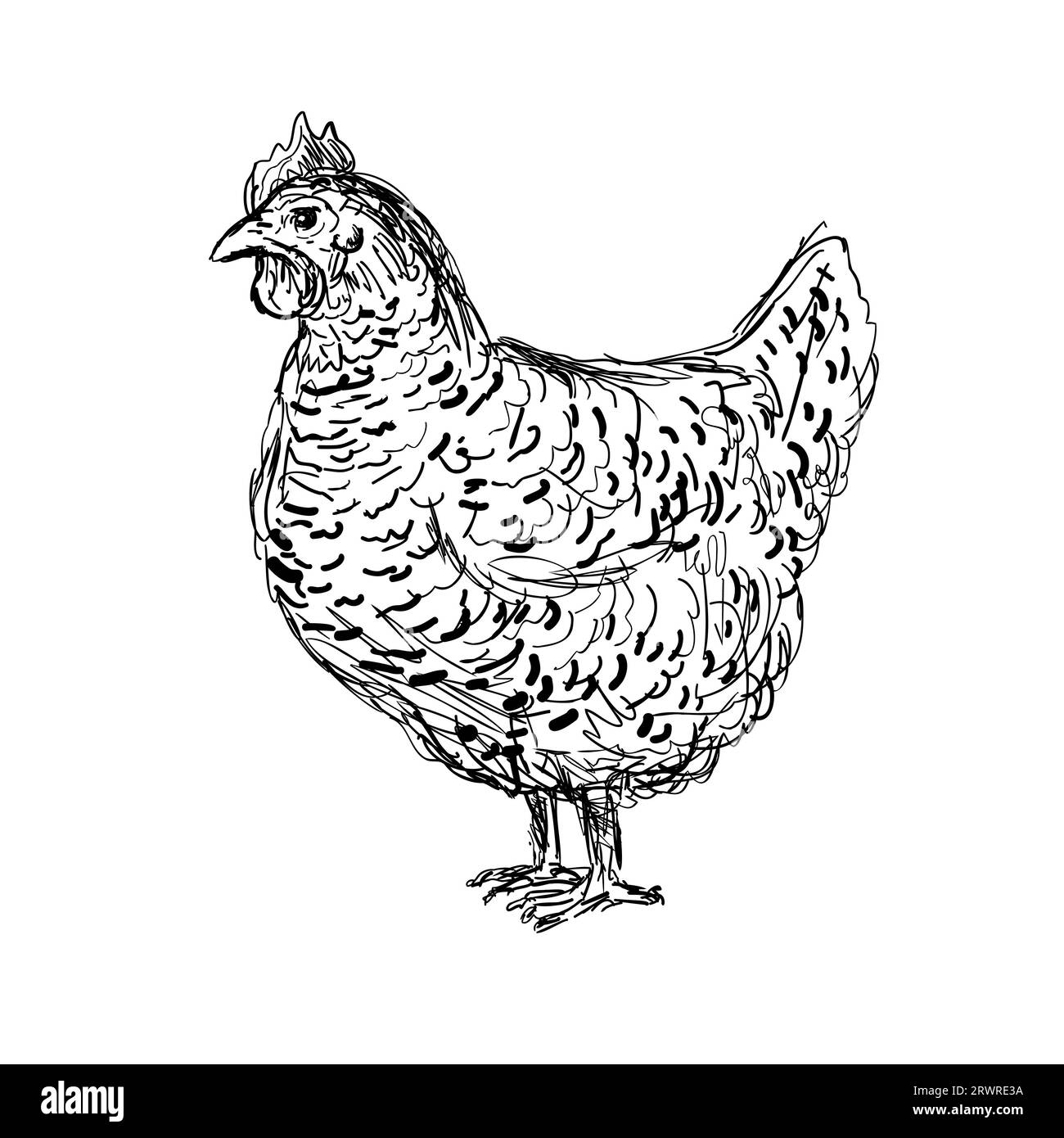 Drawing sketch style illustration of an Plymouth Rock, Rock, Barred Rock hen, an American breed of domestic chicken viewed from side on isolated white Stock Photo