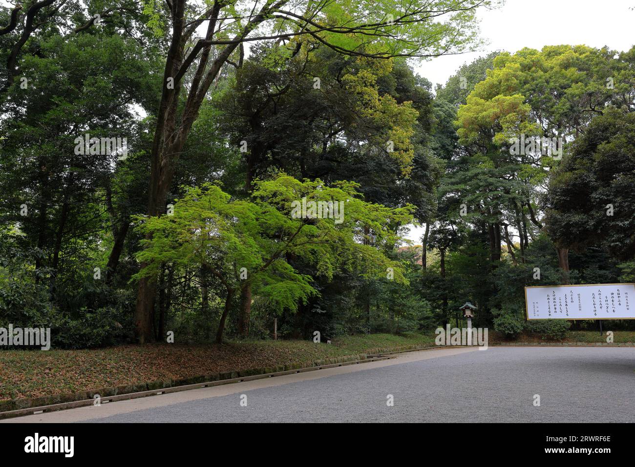 Meiji Jingu (Shinto shrine surrounded by forest) in Shibuya City, Tokyo, Japan. Stock Photo