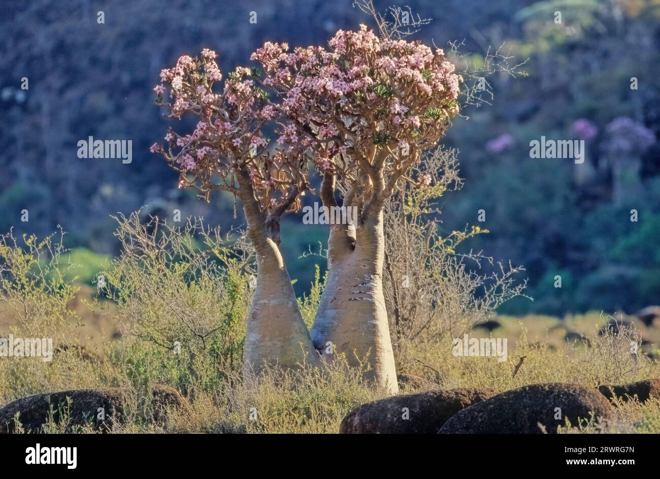 Adenium obesum, more commonly known as a desert rose, is a poisonous species of flowering plant belonging to the tribe Nerieae of the subfamily Apocyn Stock Photo
