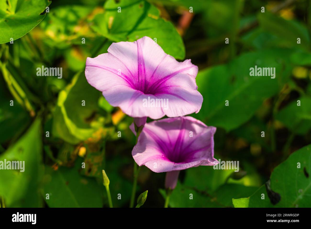 Thai Morning Glory, Sweetpotato, Bejuco-de-Puerco, It blooms in the summer white, or pale pink in color flower and it is a very popular vegetable Stock Photo