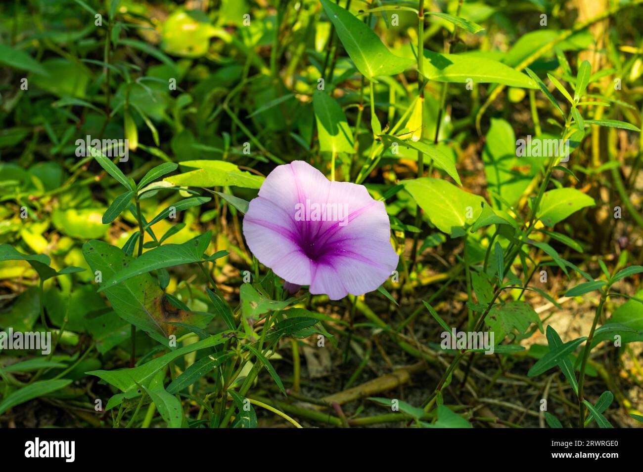 Chinese water-spinach flower. It blooms in the summer with showy, white, or pale pink to lilac in color broadly funnel bell-shaped flowers that appear Stock Photo