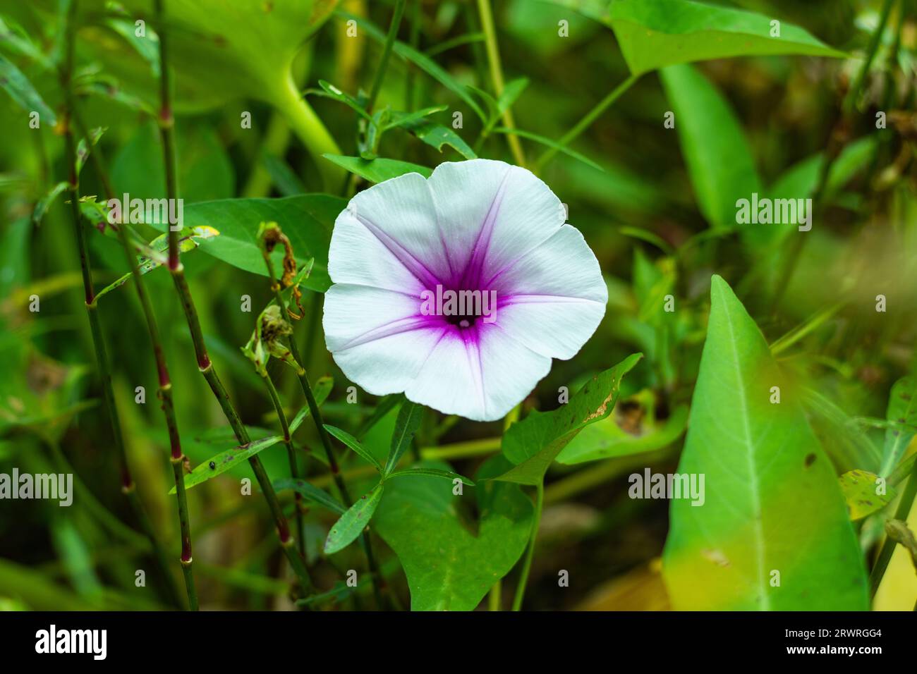 Known as Pak Boong in Thailand, Ipomoea aquatica is a semiaquatic, tropical plant grown as a leaf vegetable. water spinach, river spinach, water morni Stock Photo