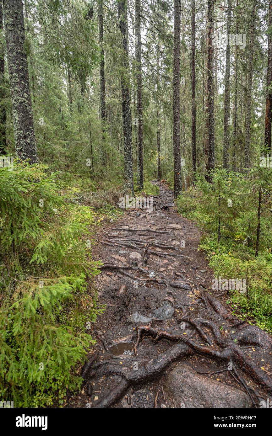 hiking footpath in forest between trees in Skuleskogen National Park in Sweden in northern Europe Hoga Kusten. Stock Photo