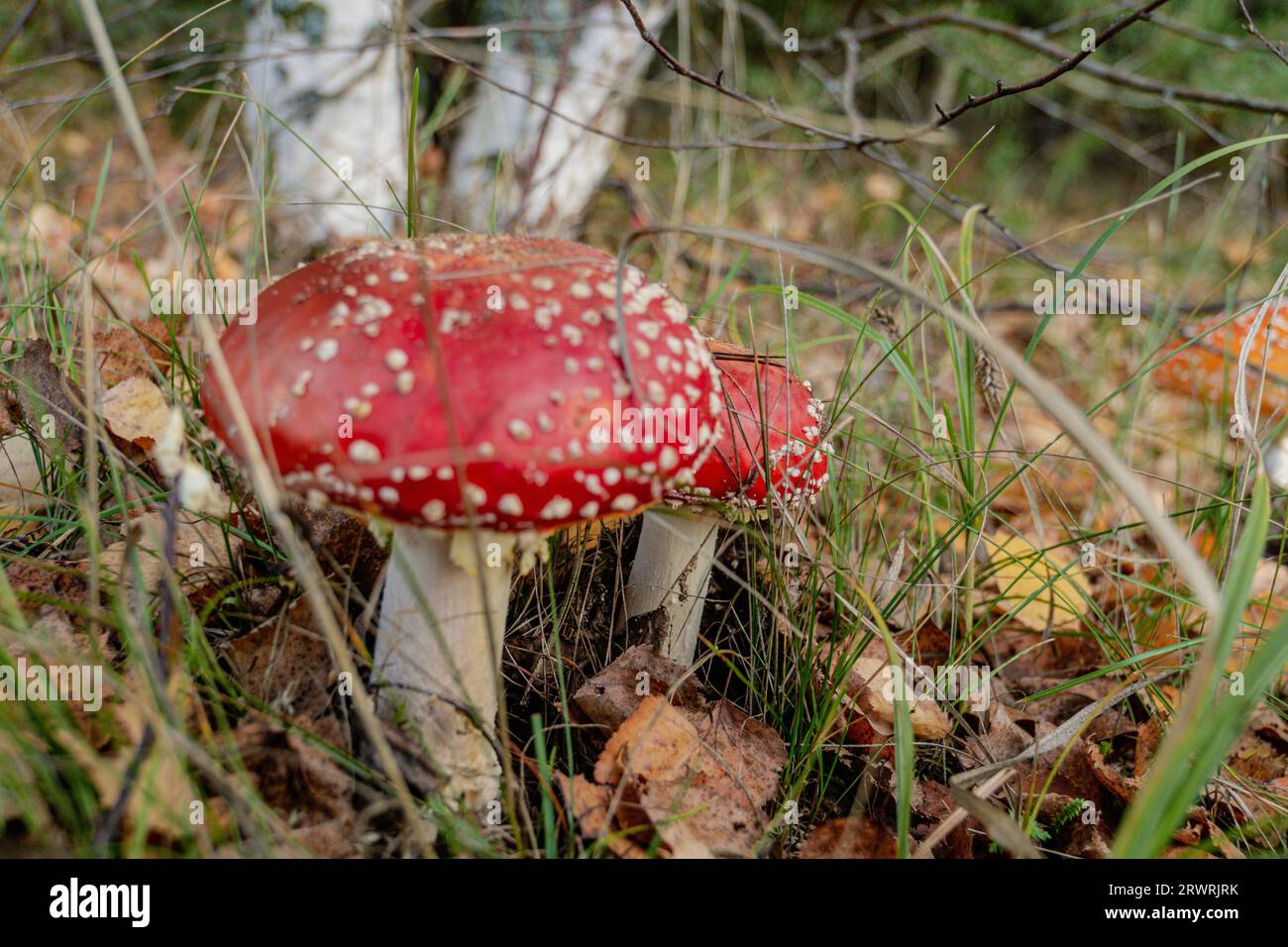 Toadstool, fly agaric glowing in the autumn forest. Stock Photo