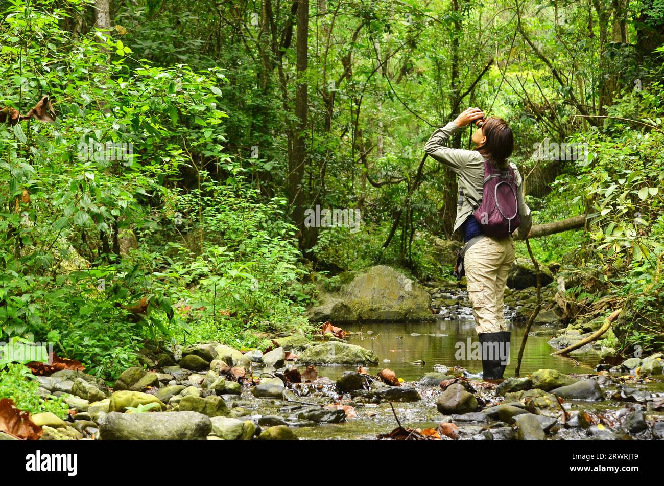A woman wildlife biologist looking at the canopy of the jungle with binoculars and standing next to a river Stock Photo