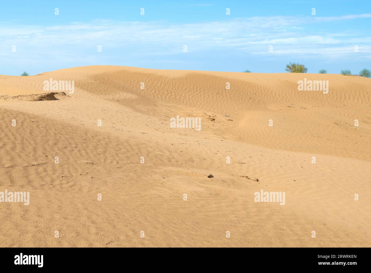 Dune in the Black Lands desert on a sunny June day. Republic of Kalmykia, Russian Federation Stock Photo
